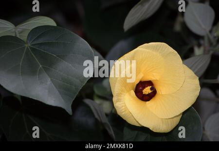 YELLOW FLOWER AND HEART-SHAPED LEAVES OF HIBISCUS TILIACEUS RUBRA COMMONLY KNOWN BY SEVERAL NAMES SEA HIBISCUS, NATIVE ROSELLA & COTTONWOOD. AUSTRALIA. Stock Photo