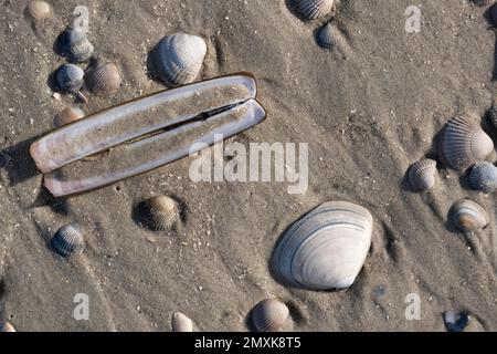 Mussels, Stick shell on sandy beach at low tide, Lower Saxony Wadden Sea, North Sea, East Frisia, Lower Saxony, Germany, Europe Stock Photo