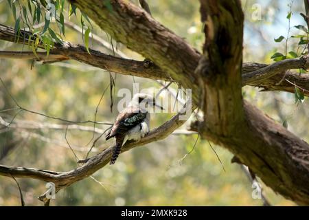the laughing kookaburra is perched high in a tree Stock Photo