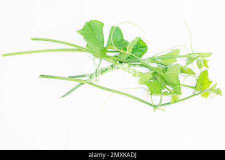 Pumpkin vine with tendril isolated on white Stock Photo