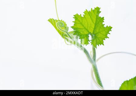 Pumpkin (Cucurbita) vine plants with tendril isolated on white Stock Photo