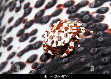 Harlequin swimming crab (Lissocarcinus laevis), with eggs on sea cucumber, Banda Sea, Pacific Ocean, Saparua, Island, Moluccas, Indonesia, Asia Stock Photo