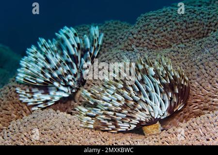 Tubewurn (Sabellastarte sp.), on flowerpot coral (Goniopora pearsoni), Banda Sea, Pacific Ocean, Saparua, Island, Moluccas, Indonesia, Asia Stock Photo