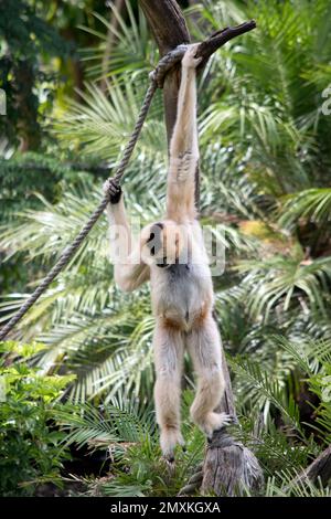 the female white faced gibbon has orange hair with a black face and white cheeks Stock Photo