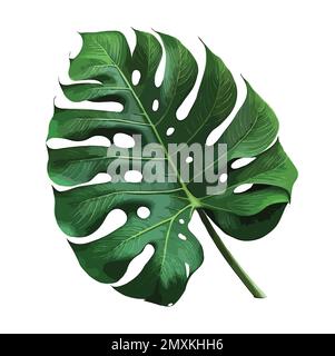 Monstera leaves leaves with IsolateMonstera leaves leaves with Isolate on white background Leaves on white Stock Photo