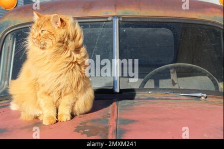 A long-haired lion like orange cat sitting on the hood of an old truck. The cat is sitting and looking like he is gazing out the passenger window. Stock Photo