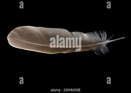 Brown feather on black background. Top view. Isolated. Stock Photo