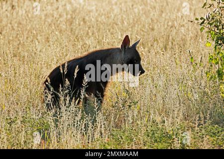 Silhouette of a brown hyena (Hyaena brunnea) in grassland, Etosha National Park, Namibia Stock Photo