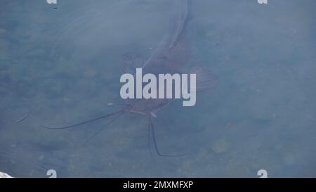 Freshwater black catfish waiting for bread feeding in the swamp. Stock Photo