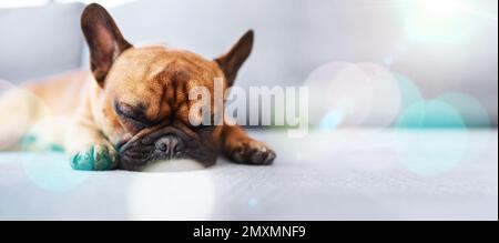 Lazy, cute and sleeping dog relax, tired and a puppy in home or house floor with mockup space. Animal, pet or french bulldog is calm and resting on Stock Photo