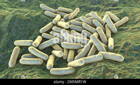 Morganella morganii bacteria, illustration Stock Photo