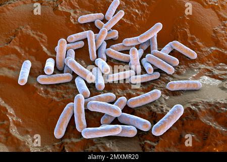 Morganella morganii bacteria, illustration Stock Photo