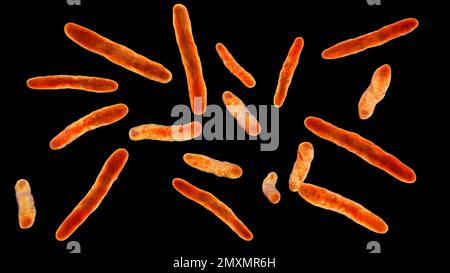 Mycobacterium bovis bacteria, illustration Stock Photo