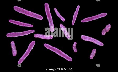 Mycobacterium bovis bacteria, illustration Stock Photo