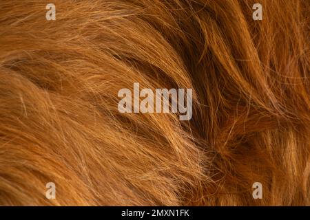 natural red hair of an animal in the background Stock Photo