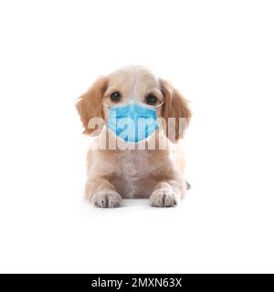 Cute English Cocker Spaniel puppy in medical mask on white background. Virus protection for animal Stock Photo