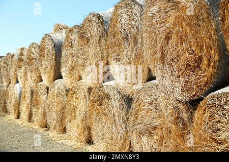 Many hay blocks outdoors on sunny day Stock Photo