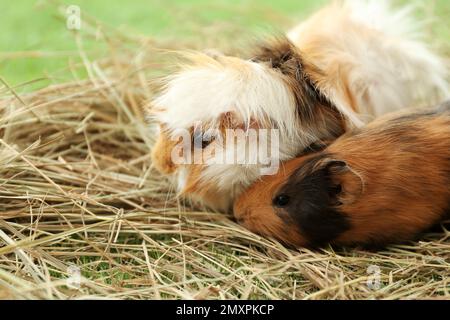 Cute and store funny guinea pigs