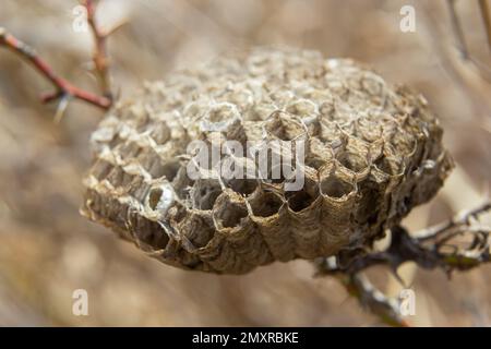 abandoned paper wasp nest on dry grass in meadows. Stock Photo