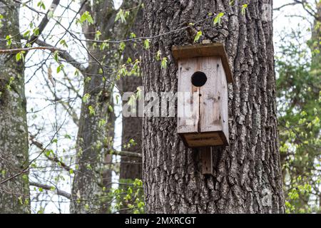 A wooden birdhouse on big old tree in park or forest in sunny spring day. Stock Photo