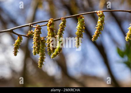 Blooming hornbeam, Carpinus betulus. Inflorescences and young leaves of hornbeam on the background of trunks and branches. Stock Photo