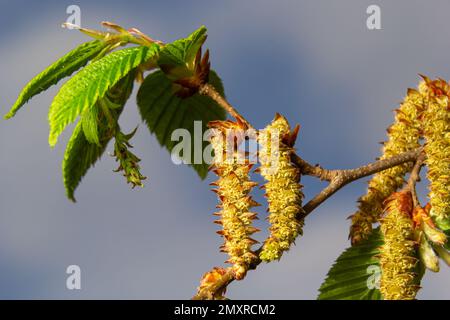A tree branch with first leaves at spring. Carpinus orientalis. Soft focus. Stock Photo