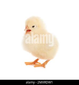 Cute fluffy baby chicken on white background Stock Photo