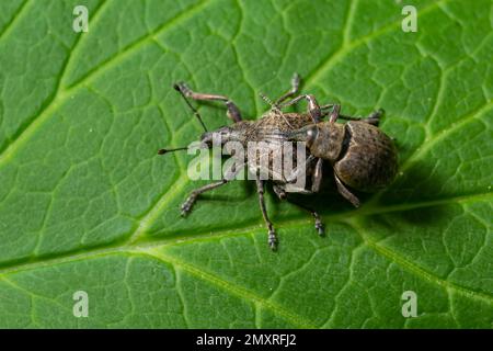 A black vine weevil, Otiorhynchus sulcatus, Family Curculionidae, on a wild privet leaf. Stock Photo