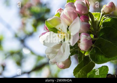 White and pink buds and blossoms of apple tree flowering in on orchard in spring. Branches full with flowers eith open petals. Seasonal and floral spr Stock Photo