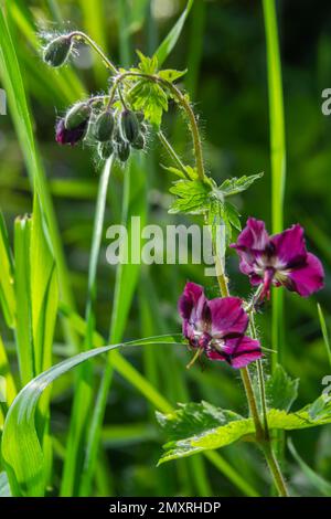 In the wild in the spring forest Geranium phaeum blooms. Stock Photo