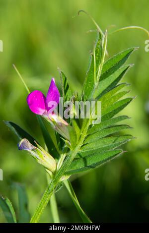 Vicia lathyroides, known as Vicia lathyroides. In the natural environment. Stock Photo