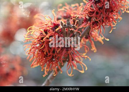 Witch hazel 'Jelena' in flower. Stock Photo