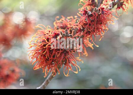 Witch hazel 'Jelena' in flower. Stock Photo