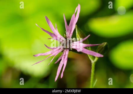 Meadow flower Ragged Robin Lychnis flos-cuculi, close-up, blurred background. flower Ragged Robin Lychnis flos-cuculi. Nice soft pink Lychnis flos-cuc Stock Photo