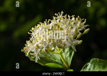 Cornus sanguinea - red dogwood plant in flower and full leaf. Cornus drummondii, with tiny white flowers. Flowering shrub of Cornus controversa in spr Stock Photo