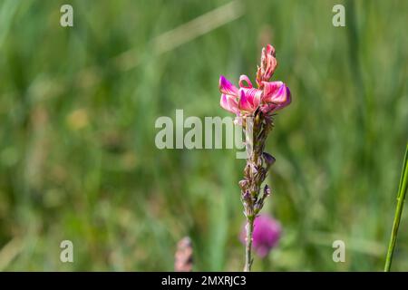 Sainfoin, Onobrychis viciifolia, growing in the grassland. Common sainfoin fowering in summer. Stock Photo