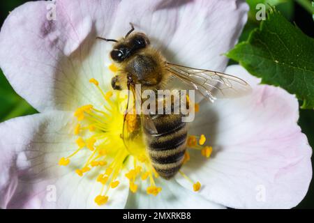 Honey bee Apis Mellifera is collecting pollen on white flower of bush dog rose. Latin rosa canina, similar to a sweet briar also called eglantine stat Stock Photo