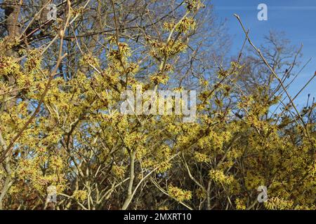 Witch hazel 'Pallida' in flower. Stock Photo