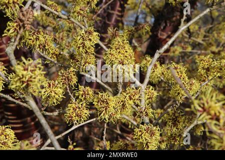 Witch hazel 'Pallida' in flower. Stock Photo