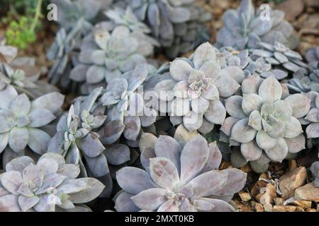 Silver succulent Graptopetalum 'Superbum' cluster. Stock Photo