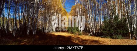 Xinjiang altay birch Stock Photo