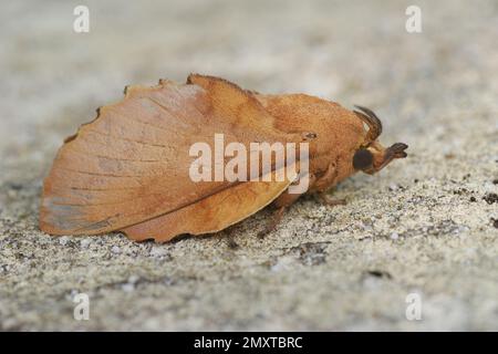 Detailed closeup on the odd -looking Lappet moth, Gastropacha quercifolia, sitting on a stone Stock Photo