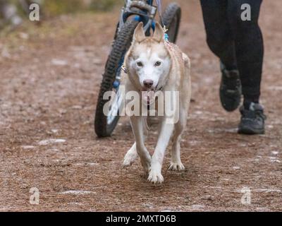 A closeup of a person walking a dog, Siberian husky on a leash and a bike Stock Photo