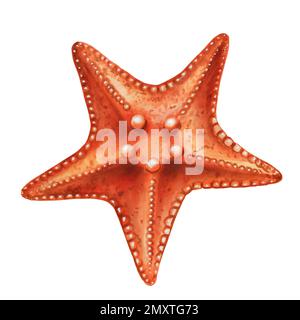 Colorful Starfish Isolated On White Background. Watercolor