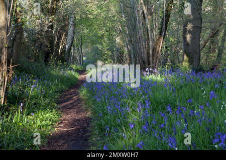 Bluebells in Compton Wood, near the village of Compton Chamberlayne in Wiltshire. Stock Photo