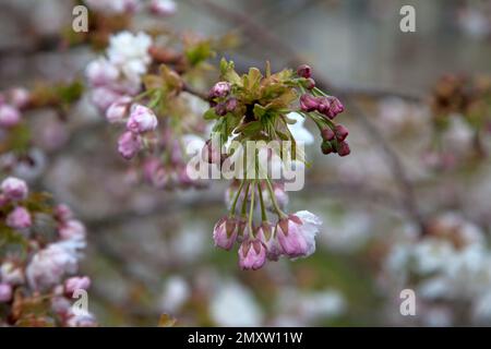 Cherry blossom in the churchyard at Sutton Mandeville in Wiltshire. Stock Photo