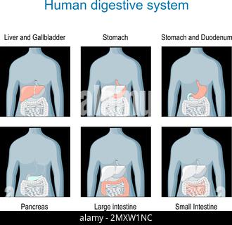 Digestive system. Set icons with highlighted of internal organs on the dark human silhouette. Human anatomy. diagram about location of organs Stock Vector