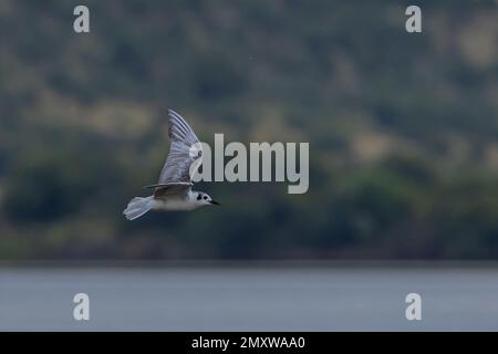 White-Winged Tern Stock Photo