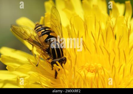 Natural closeup on the footballer hoverfly, Helophilus pendulus on a yellow dandelion flower in the garden Stock Photo