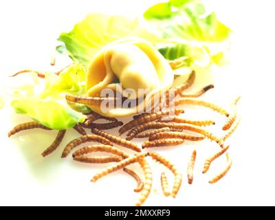 Mealworms approved as human food on white background Stock Photo